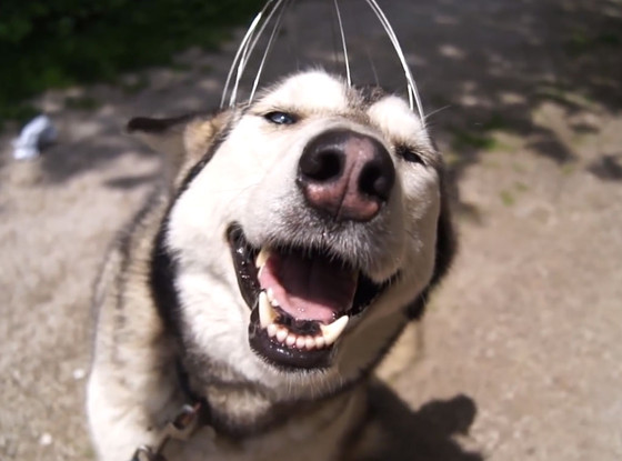 Husky, Head Scratcher Husky, Head Scratcher